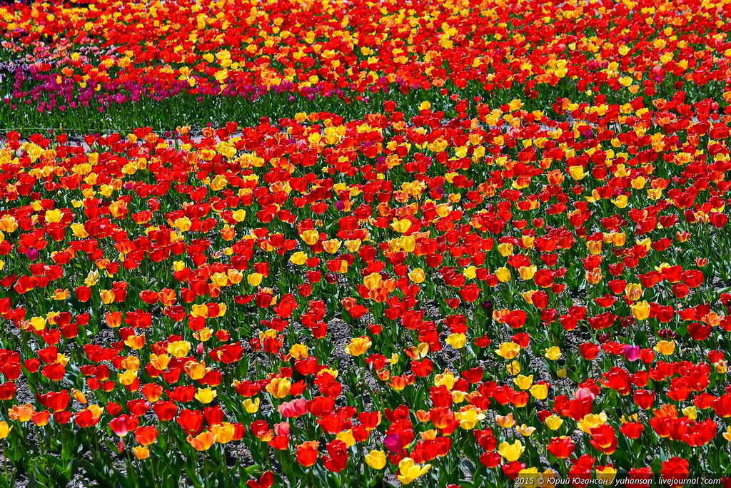 0_11b8d4_fe467e54_XXL