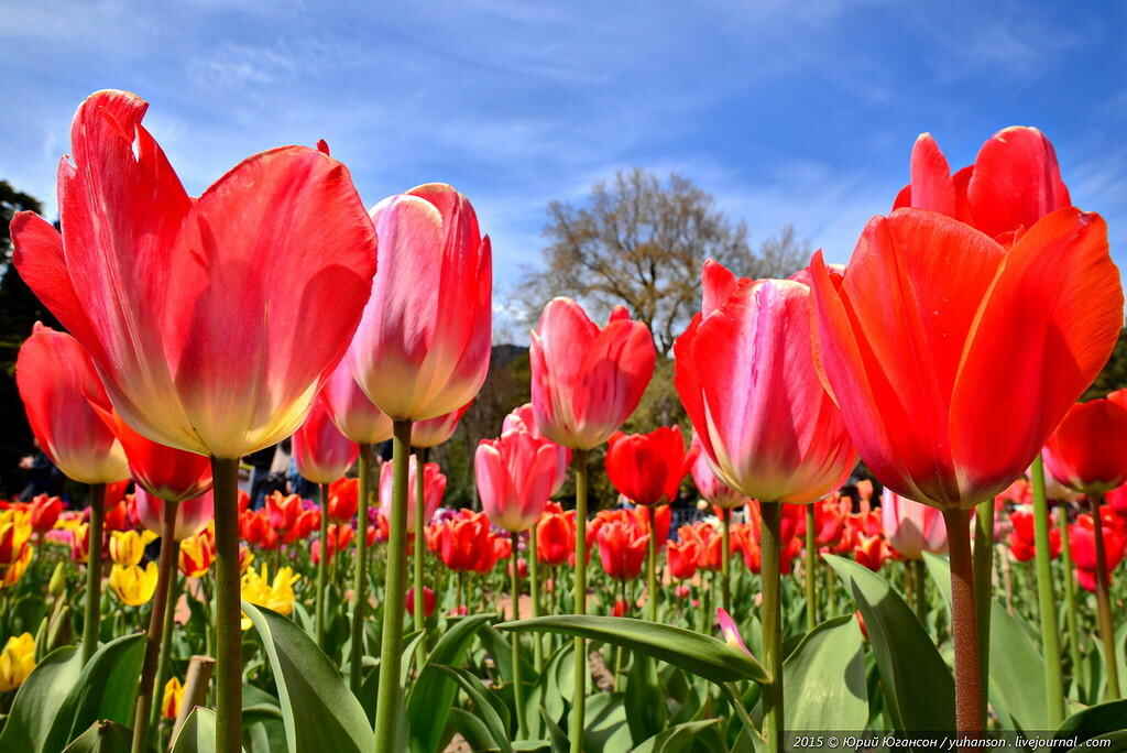 0_11b8e5_64c85e50_XXL